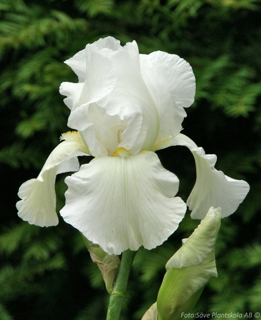 Iris germanica 'Bianca'
